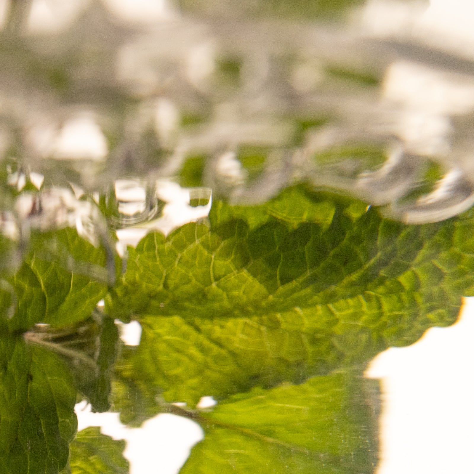 Lemon Balm Hydrosol - Lemon Balm in Boiling Water to make Plant Drop Water Flavors